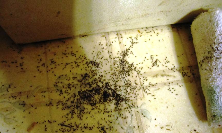 IMG_2607  ANTS  4-2-2014     2